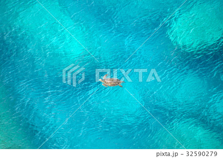 自然の中のウミガメ 32590279