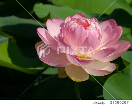 はなはす公園に咲くはすの花 はなはす公園に咲くはすの花 32590297