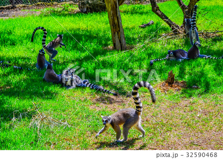 Lunching Lemur. A lovely little ring-tailed lemur  32590468