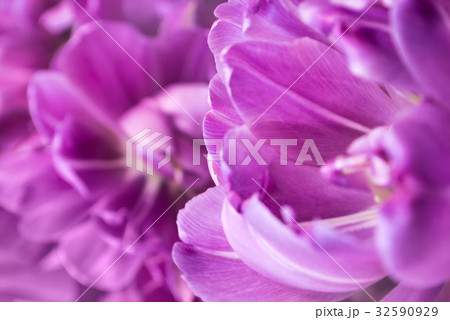 Close-up of violet tulip petals, a blurred floral 32590929