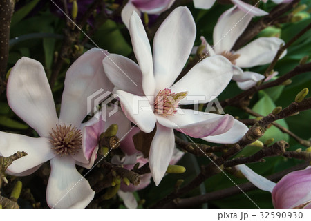 Close-up of pink magnolia flower on a brunch  32590930