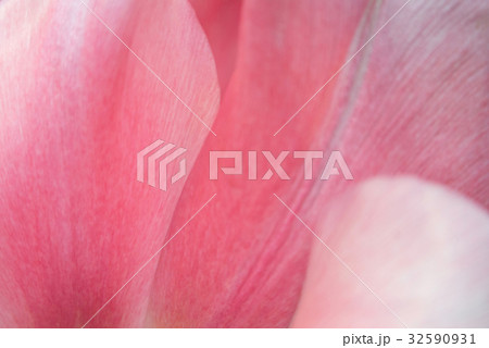 Close-up of pink tulip petals, a blurred floral 32590931