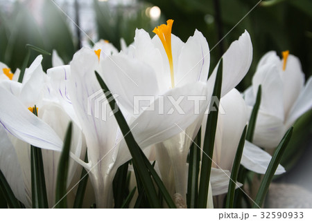 Close-up of lush vibrant white crocuses  32590933