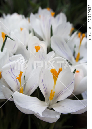 Close-up of lush vibrant white crocuses  32590935