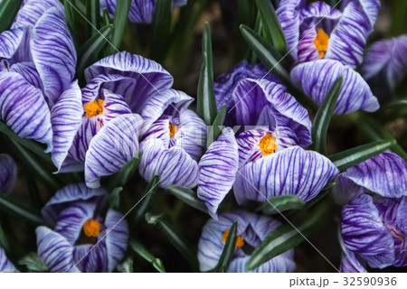 Close-up of lush vibrant violet crocuses Close-up of lush vibrant violet crocuses 32590936