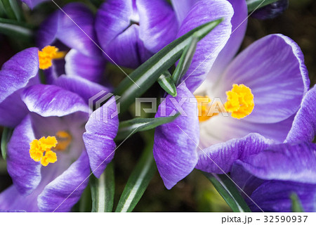 Close-up of lush vibrant violet crocuses Close-up of lush vibrant violet crocuses 32590937