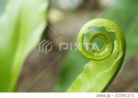 Unfurling Fern Tip 32591271