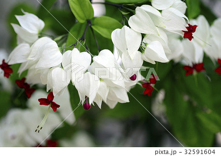 70120　ゲンペイクサギ 32591604