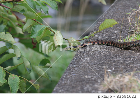 やまかがし やまかがし 32591622