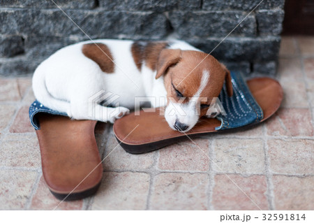 Jack Russel puppy sleeping on the shoes of its 32591814