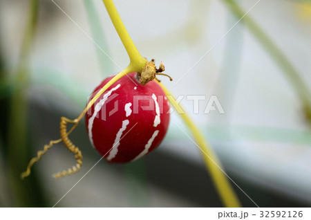 70155 スズメウリ 70155 スズメウリ 32592126