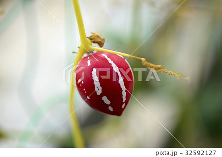 70156　スズメウリ 32592127