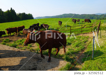 高原の牧場 高原の牧場 32592512