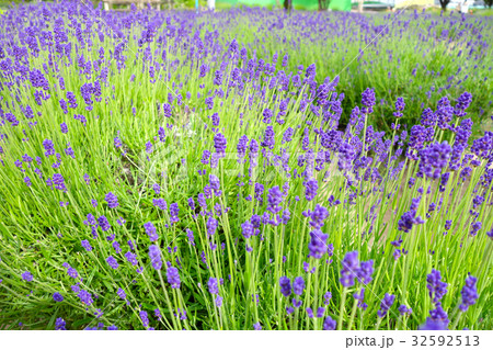 ラベンダー園 ラベンダー園 32592513