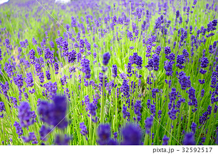 ラベンダー園 32592517
