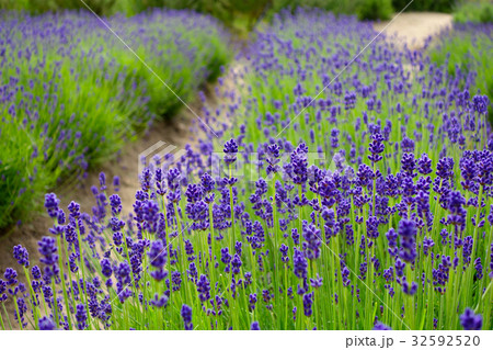 ラベンダー園 ラベンダー園 32592520