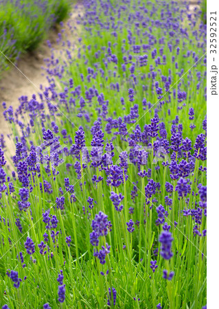 ラベンダー園 32592521