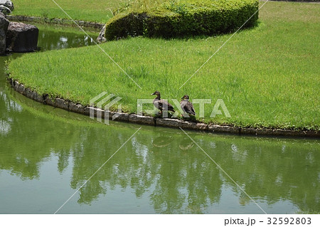 矢橋帰帆島公園 32592803