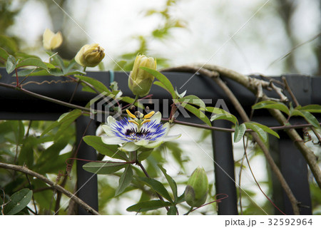トケイソウの花 トケイソウの花 32592964