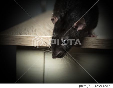 Animal gray rat close-up 32593287