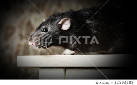 Animal gray rat close-up Animal gray rat close-up 32593288