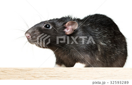Animal gray rat close-up 32593289