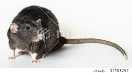 Animal gray rat close-up 32593297