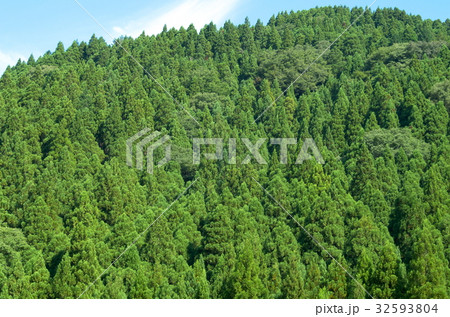 夏の山林 夏の山林 32593804