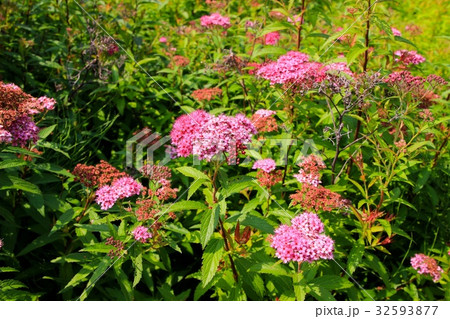 シモツケの花 32593877