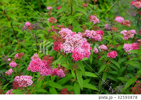 シモツケの花 32593878