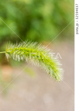 ねこじゃらし ねこじゃらし 32594637