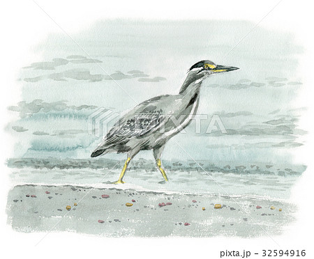 波打ち際を歩くササゴイ 32594916