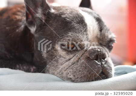 眠そうなフレンチブルドック 32595020