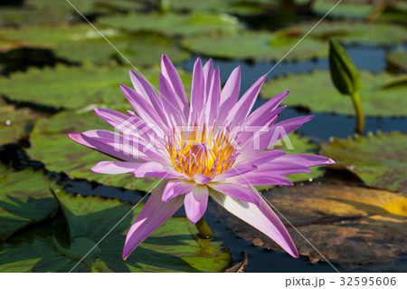 Details of water Lily with flower Details of water Lily with flower 32595606
