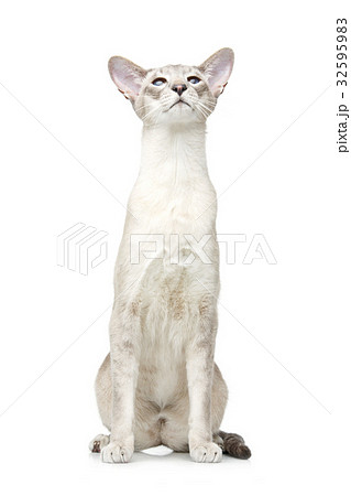 Beautiful oriental siam cat 32595983