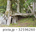 モミの根上り　天然記念物 32596260