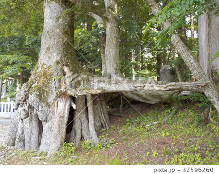 モミの根上り　天然記念物 32596260
