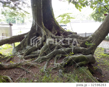 モミの根上り 32596263