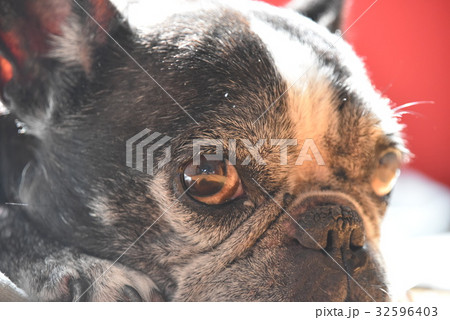 どんぐりまなこフレンチブルドック 32596403