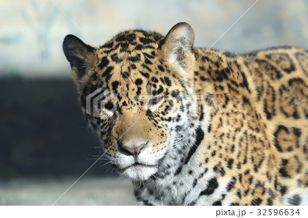 ジャガーの赤ちゃん 32596634