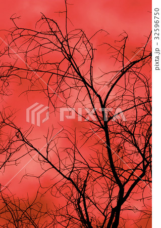 A Silhouetted Tree A Silhouetted Tree 32596750