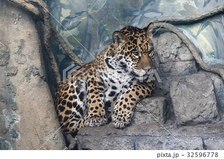 ジャガーの赤ちゃん 32596778