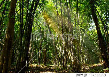ฺBamboo forest ฺBamboo forest 32596901