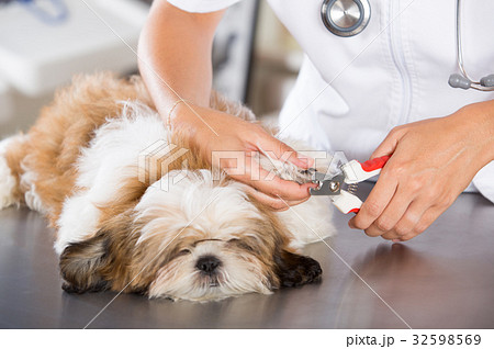 Vet with his dog Shih Tzu Vet with his dog Shih Tzu 32598569