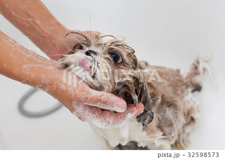 Bath of a dog Shih Tzu Bath of a dog Shih Tzu 32598573