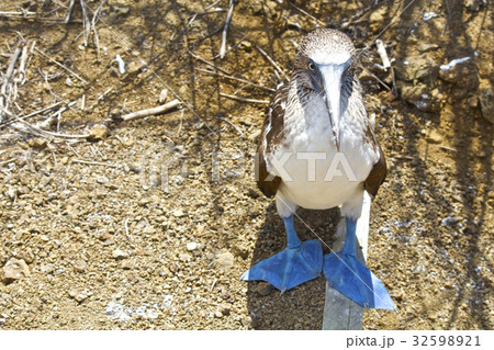 【エクアドル】イスラ・デ・ラ・プラタ 32598921