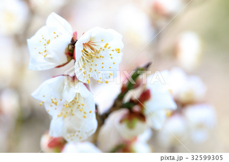 梅 品種(朱鷺の舞) 32599305