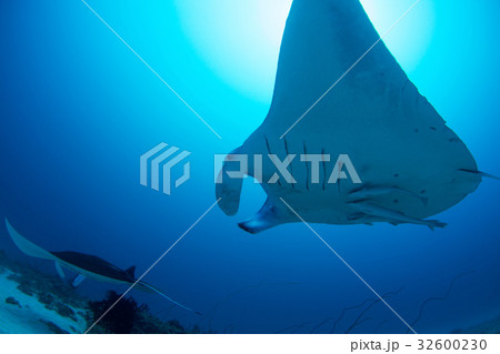 マンタ マンタ 32600230