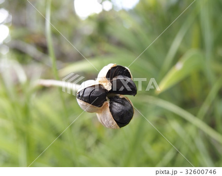 タマスダレの種 32600746