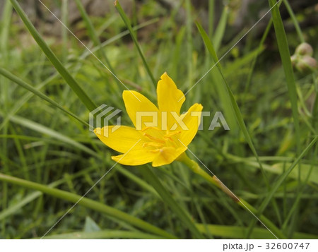 タマスダレ タマスダレ 32600747